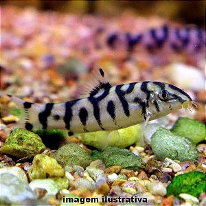 Pet Shop Bichos E Acessorios on Instagram: CONHEÇA NOSSOS PEIXES SÉRIE :  PEIXES DE FUNDO Além das corydoras, cascudos, labeos e botias, temos mais  uma grande variedade de peixes de fundo. Peixes