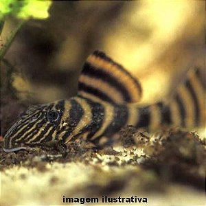 Cascudo Tigre Cara de Pão L002 - 4 a 10 cm (Panaqolus sp.)