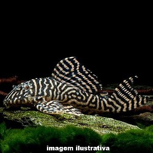 Cascudo Zebra King Royal L401 - 5 a 10 cm (Hypancistrus sp.)