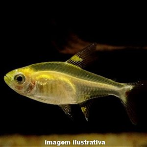 Tetra Pristela Gold (Pristella maxillaris)