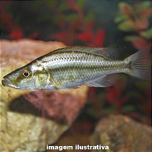 Compressiceps (Dimidiochromis compressiceps)