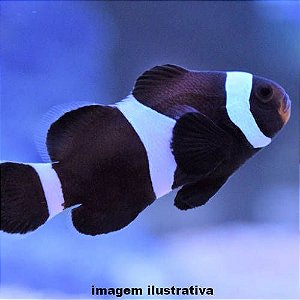 Cobrinha Culi (Pangio kuhlii) - Pró-Aquarista