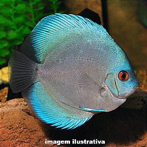 Acará Disco Blue Diamond Méd. - 5 a 10 cm (Symphysodon aequifasciatus)