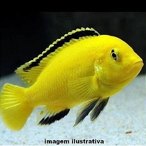Labido Amarelo Peq. - 2 a 5 cm (Labidochromis caeruleus)