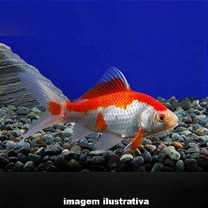 Kinguio Cometa Red White Peq. - 4 a 7 cm (Carassius auratus)