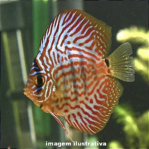 Acará Disco Red Turquesa Méd. - 5 a 10cm (Symphysodon aequifasciatus)
