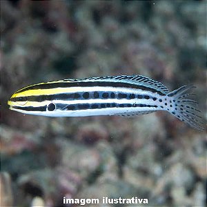 Blenio Striped (Meiacanthus grammistes)