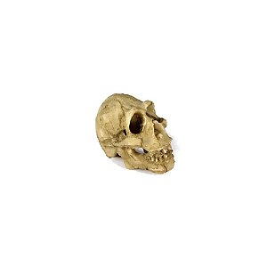 Nomoy Pet Enfeite Crânio de Neandertal 5cm (NS-91)