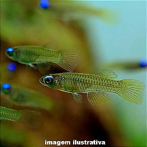 Killifish Lampeye (Poropanchax normani)