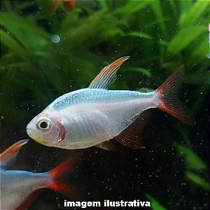 Tetra Colombiano Gold (Hyphessobrycon columbianus)