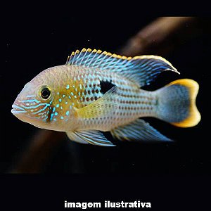 Green Terror - 4 a 8 cm (Andinoacara rivulatus)