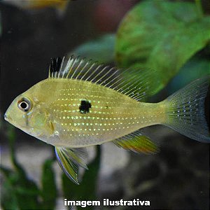 Acará Heckeli Peq. - 3 a 6 cm (Acarichthys heckelii)