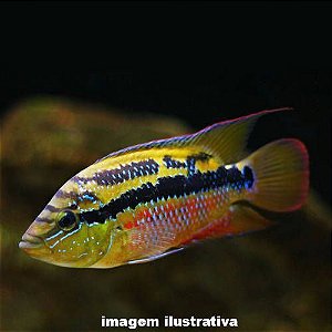 Salvini - 5 a 8 cm (Trichromis salvini)