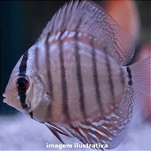 Acará Disco Blue Turquesa Peq. - 3 a 4 cm (Symphysodon aequifasciatus)