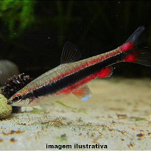 Peixe Lápis Dourado (Nannostomus beckfordi)