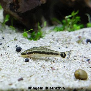 Limpa Vidro (Otocinclus sp.)