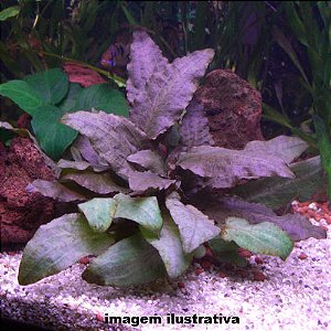 Cryptocoryne wendtii "Tropica"