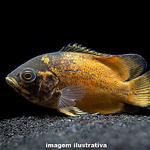 Oscar Bronze Méd. - 7 a 12 cm (Astronotus ocelatus)