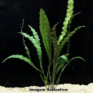 Aponogeton rigidifolius
