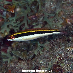 Wrasse Maculipina - 5 a 12 cm (Halichoeres maculipinna)