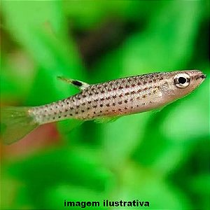 Copeina Xadrez (Copella nattereri)