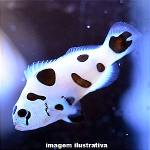 Palhaço Platinum Storm (Amphiprion ocellaris)
