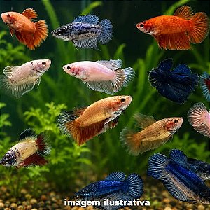 Betta Fêmea (Betta splendens)