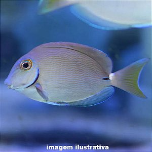 Cirurgião Baianus Méd. - 6 a 12 cm (Acanthurus bahianus)