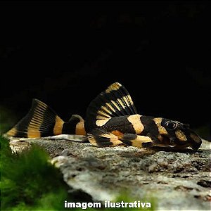 Cascudo Borboleta L168 - 5 a 10 cm (Dekeyseria brachyura)