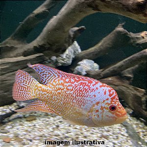 Flowerhorn Golden Base Méd. - 5 a 12 cm (Cichlasoma sp.)