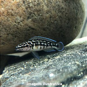 Julidocromis Mascarado (Julidochromis transcriptus)