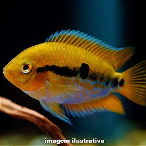 Ciclídeo Arco-Íris Peq. - 3 a 6 cm (Herotilapia multispinosa)