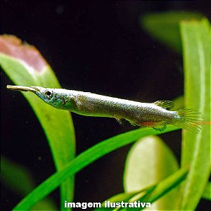 Agulhinha Prata Grd. - 4 a 6 cm (Dermogenys pusilla)