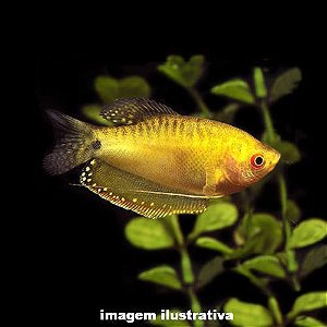 Tricogáster Amarelo (Trichopodus trichopterus)