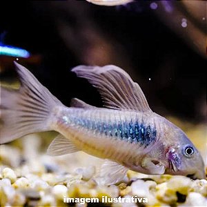 Coridora Bronze Véu (Corydoras aeneus)