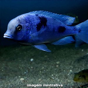 Golfinho do Malawi Grd. - 8 a 15 cm (Cyrtocara moorii)