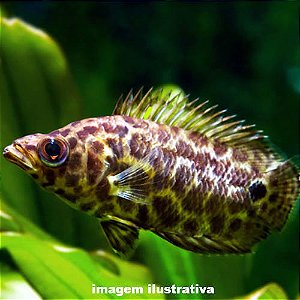 Gourami Leopardo - 3 a 6 cm (Ctenopoma acutirostre)