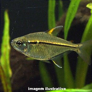 Tetra Ulrei (Hemmigrammus ulreyi)