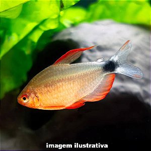 Tetra Peugeot (Hyphessobrycon peugeoti)