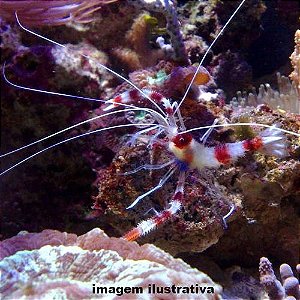 Camarão Palhaço (Stenopus hispidus)