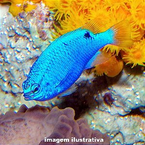 Donzela Blue Devil (Chrysiptera cyanea)