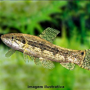 Traíra Méd. - 10 a 20 cm (Hoplias malabaricus)