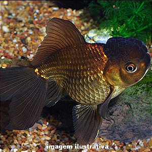 Kinguio Oranda Chocolate Grd. - 13 a 20 cm (Carassius auratus)