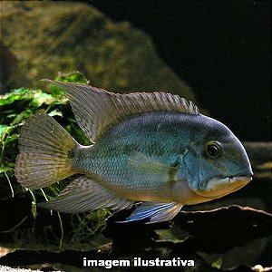 Papagaio Amazônico - 6 a 12cm (Hoplarchus psittacus)