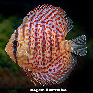 Acará Disco Spotted Leopard Méd. - 5 a 10 cm (Symphysodon aequifasciatus)