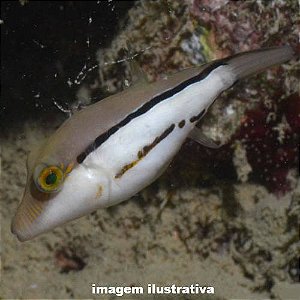Baiacu Cantigaster Peq. - 2 a 4 cm (Canthigaster figueiredoi)