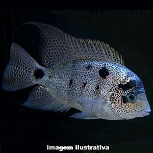 Acará Branco Peq. - 4 a 8 cm (Maskaheros argenteus)