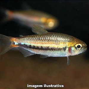 Tetra Eskolioplatus (Bario skolioplatus)