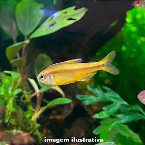 Tetra Yellow Devil (Hyphessobrycon notidanos)