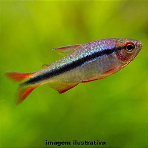 Tetra Arco-Íris (Hyphessobrycon melanostichos)